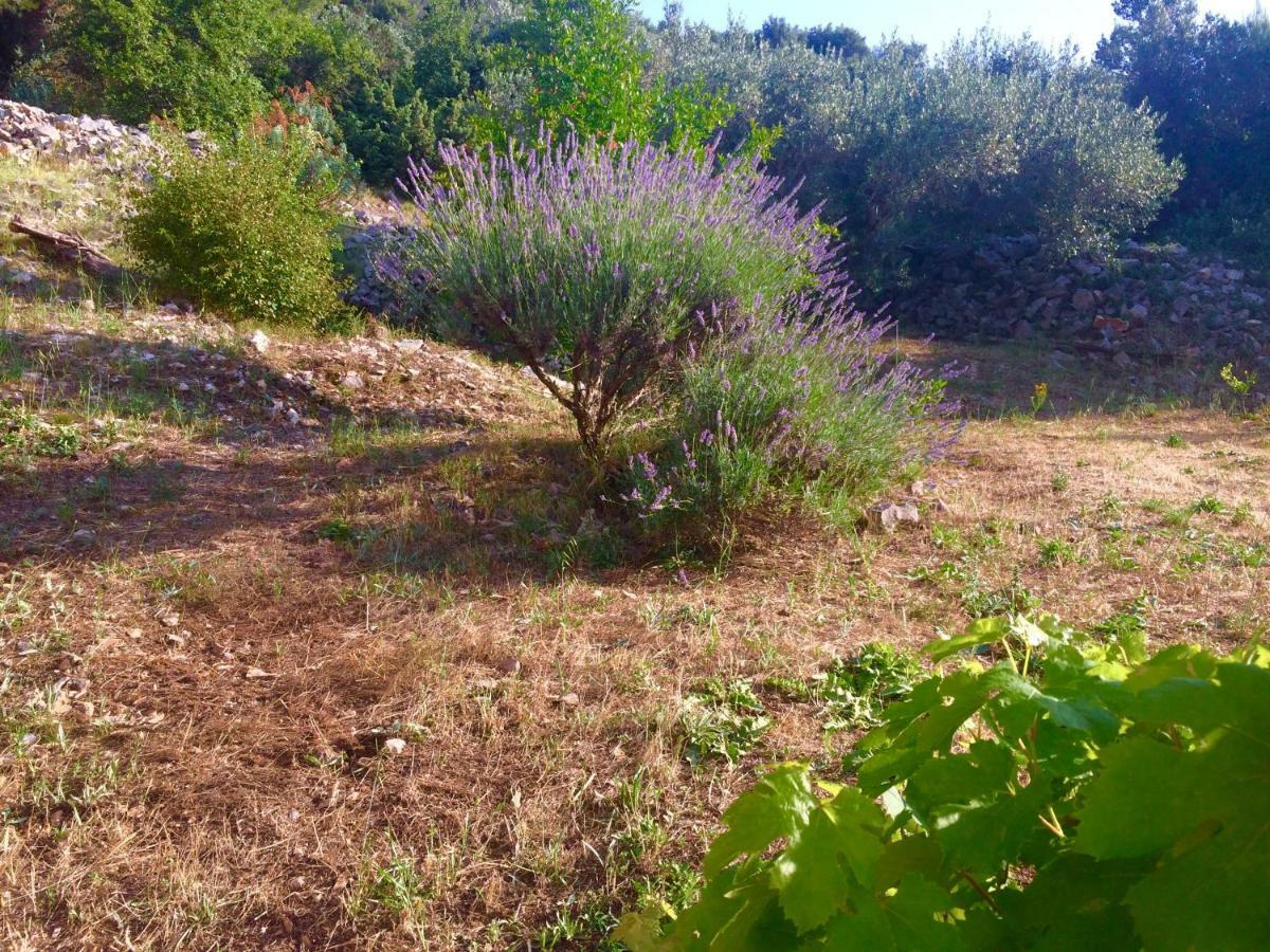 Villa Slatine Apartment Vila *